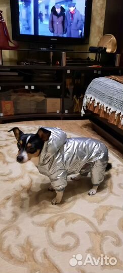 Комбинезон для маоенькой или средней собаки