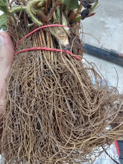 Рассада ремонтантной клубники Кабрилло