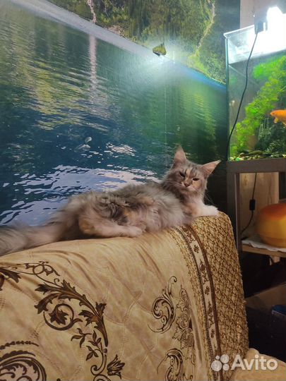 Котята мейн-кун продажа