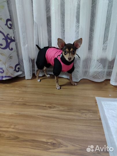 Одежда для маленьких собак.Комбинезон деми-зима