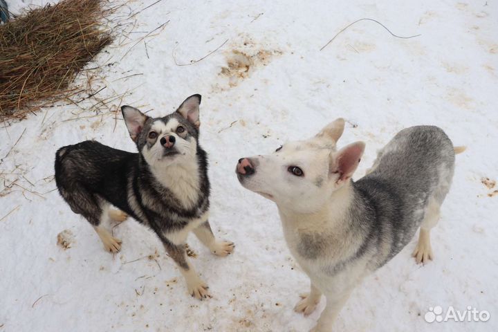 Щенки-подростки