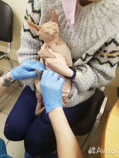 Кастрация котов, кошек, гигиеническая стрижка