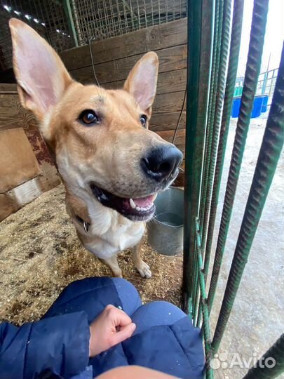 Собаки из приюта в добрые руки, помощь