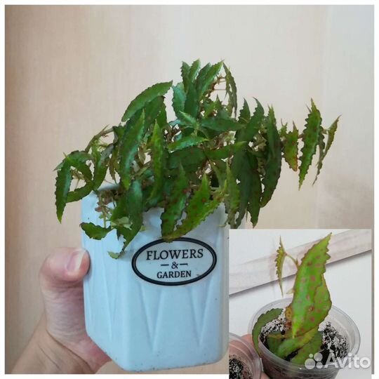 Цветы комнатные