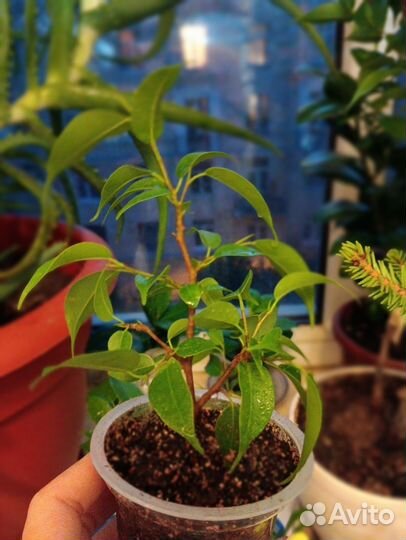 Фикус Бенджамина