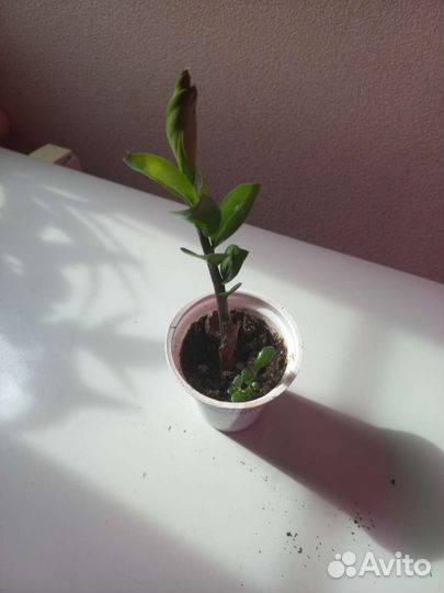 Замиокулькас