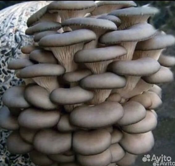 Мицелий вешенки