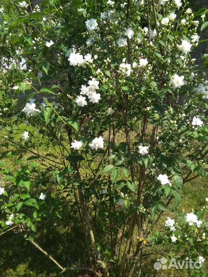 Жасмин (чубушник) Сноубель