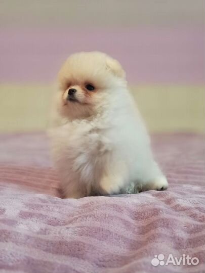 Кремовая девочка, РКФ