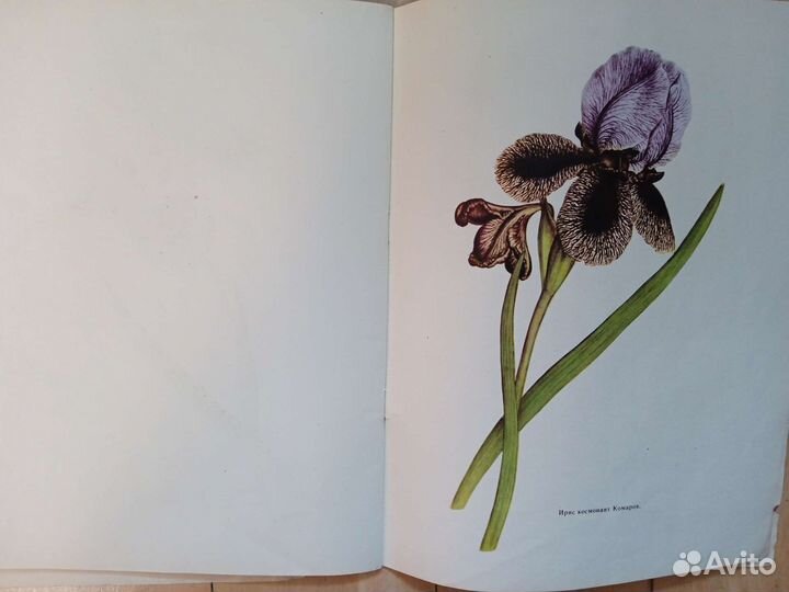 Каталог Ирисов Регелиоциклюс