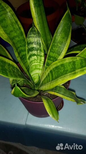 Комнатные цветы