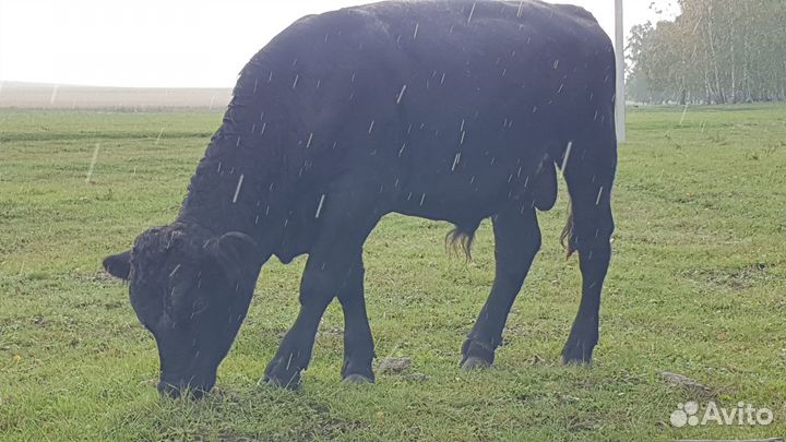Продам быков на племя или мясо