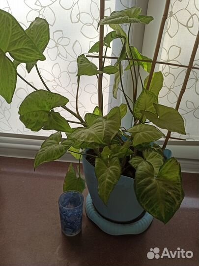 Цветок с горшком