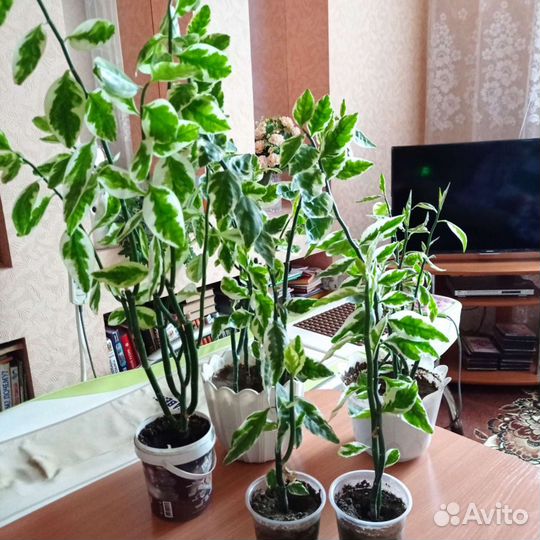 Педилантус