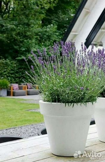 Лаванда семена