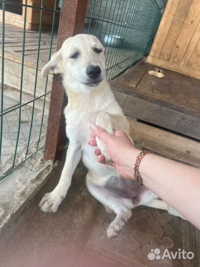 Снежа ищет дом