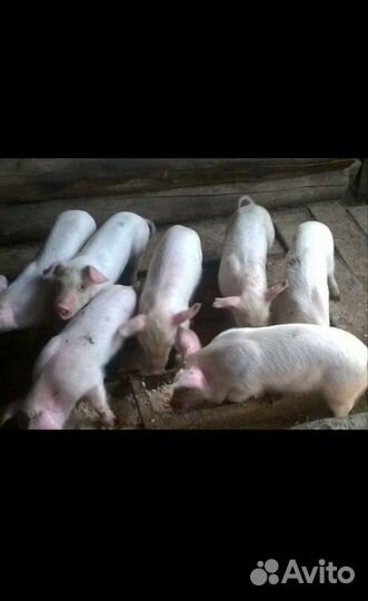 Поросята 4-5 месяцеа
