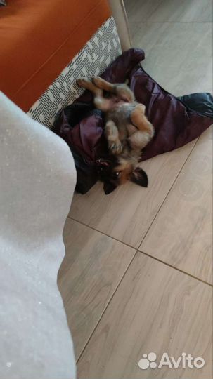 Щенок в добрые руки