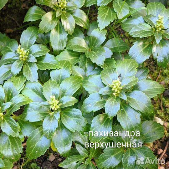 Многолетние садовые цветы