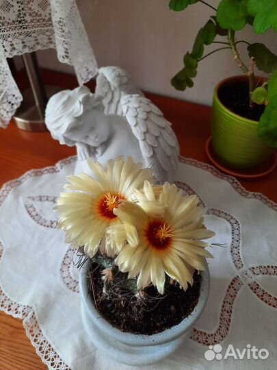 Астрофитум козерогий (Astrophytum capricorne)