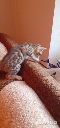 Бенгальские котята