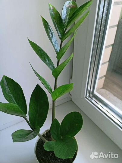 Замиокулькас