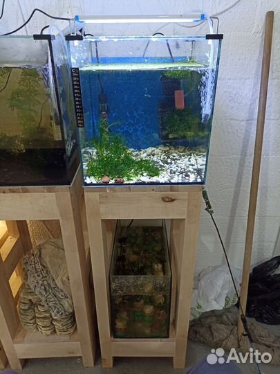 Аквариумные рыбки