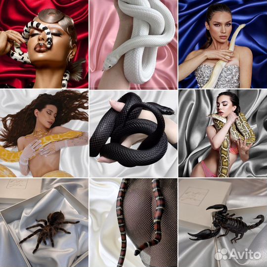 Аренда змей, питона, удава, животных на фотосессию