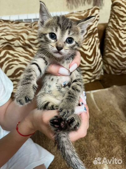 Домашние котята (мальчики) в добрые руки