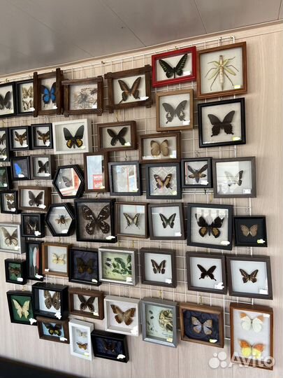 Бабочки в рамках