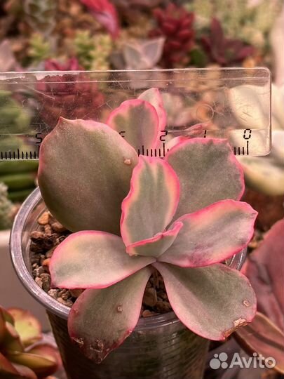 Детки вариегатных суккулентов