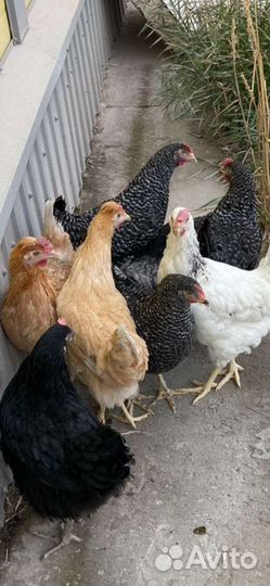 Куры молодки