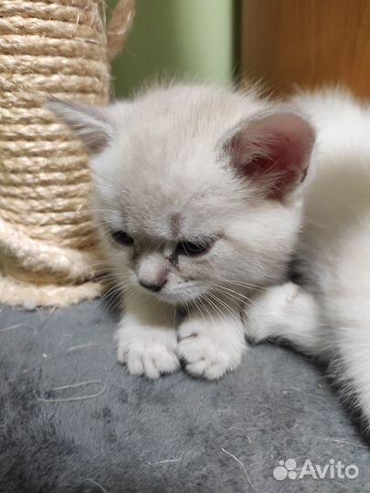 Остроухий шотландец, котенок