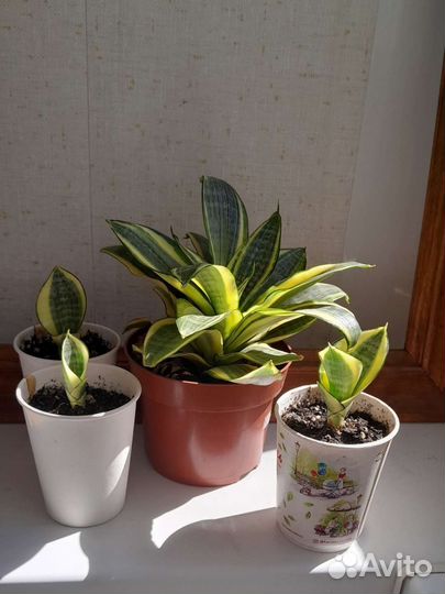 Сансевиерия ханни голд детка