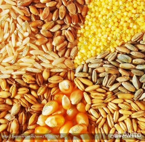 Пшеница, овес, ячмень, комбикорма, отруби