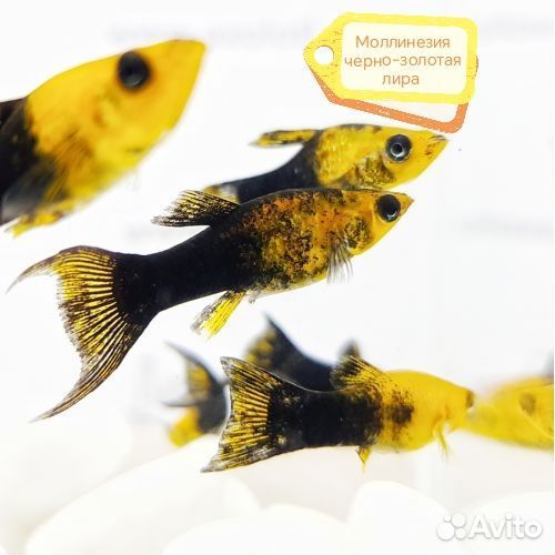 Аквариумные рыбки