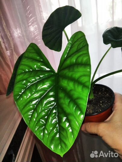 Алоказия Лукиван и Рэд Сикрет