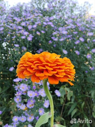 Сентябринки