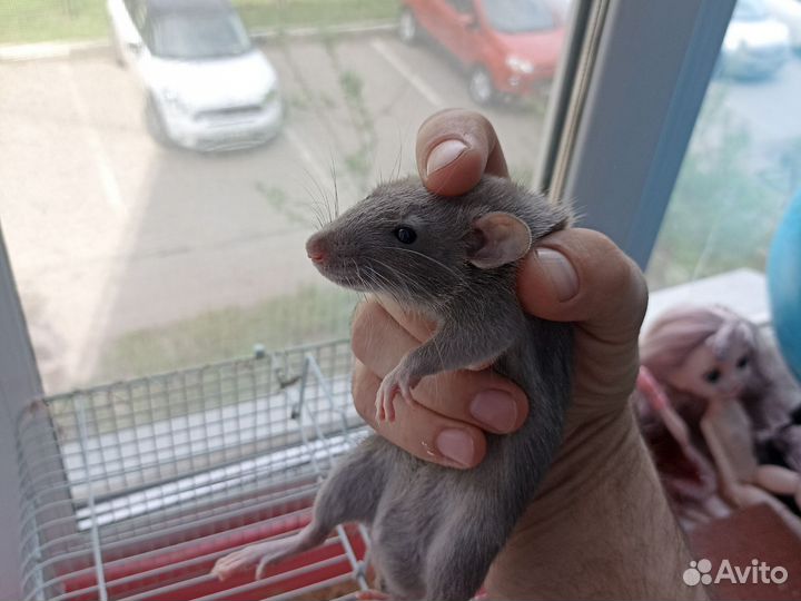 Крыса дамбо клеткой