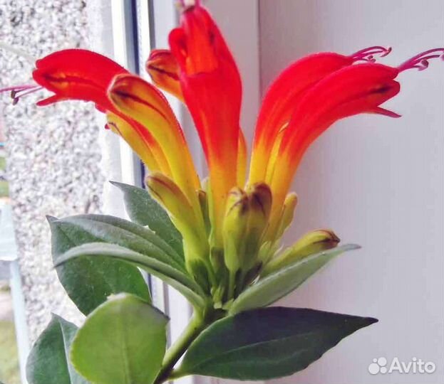 Эсхинантусы Колумнея Кодонанта Гипоцирта