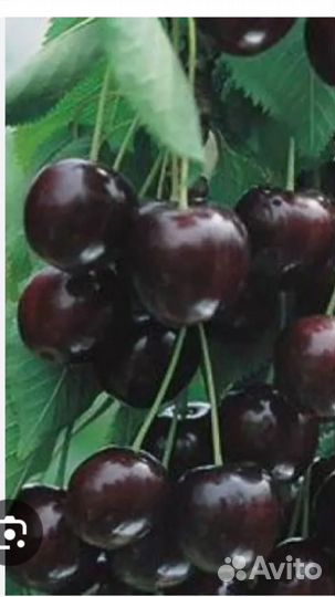 Дерево Вишня шоколадница