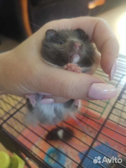 Ангорские сирийские хомячки