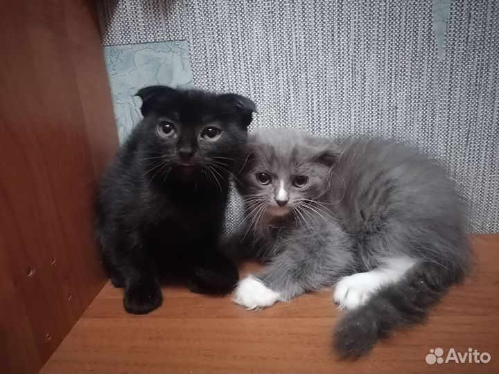 Шотландская