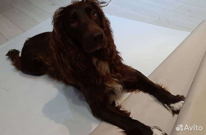 Русский спаниель вязка