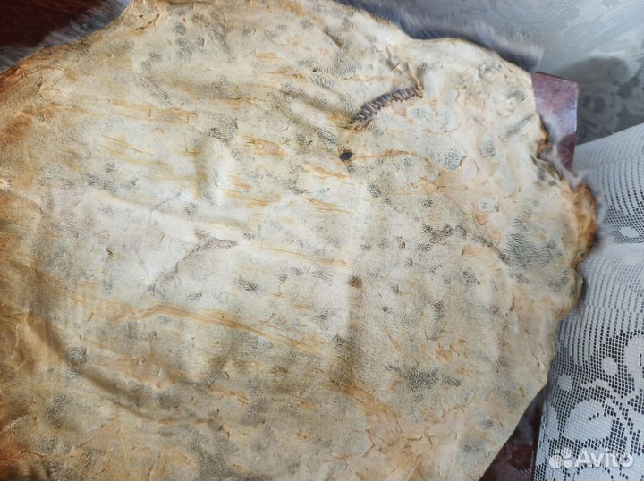 Шкурки ондатры