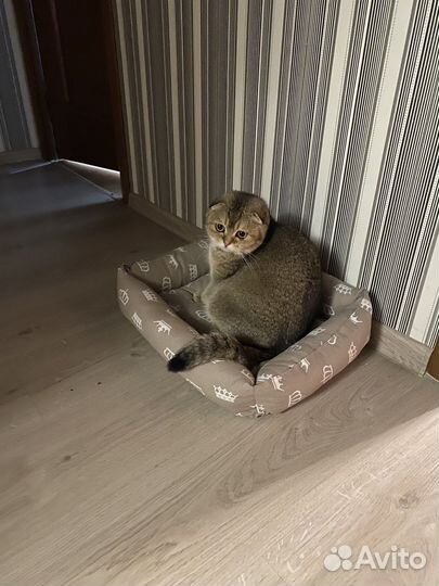 Шотланская вислоухая кошечка ищет опытного жениха