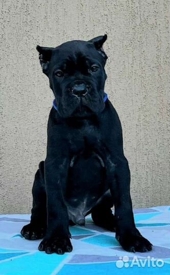 Щенки кане Корсо