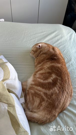 Шотландский вислоухий кот вязка