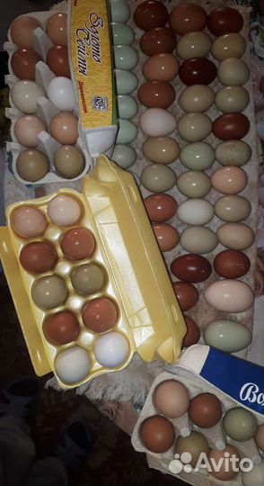 Продам яйцо куриное домашнее