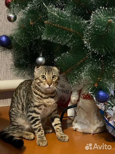 Кот бенгал вязка